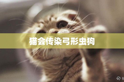 猫会传染弓形虫狗